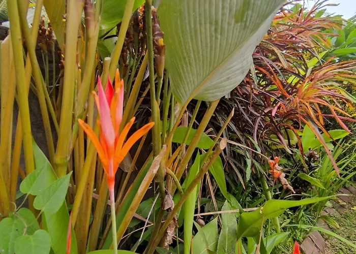 Casa vacanze Paya - Ubud